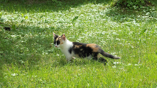 Calico kitten on the green grass field thumbnail