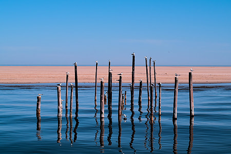 wood posts on calm body of water thumbnail