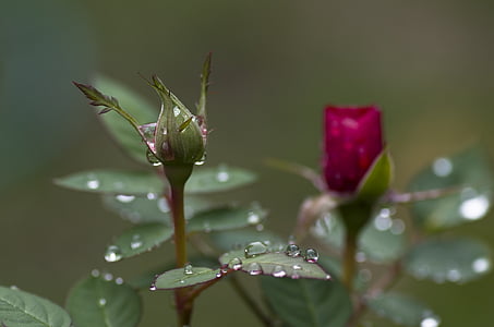 water drops on red and green petaled flowers thumbnail