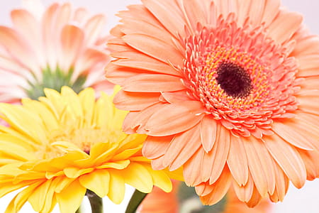 pink and yellow petaled flowers thumbnail