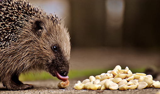 hedgehog on brown surface in front of sliced onions thumbnail