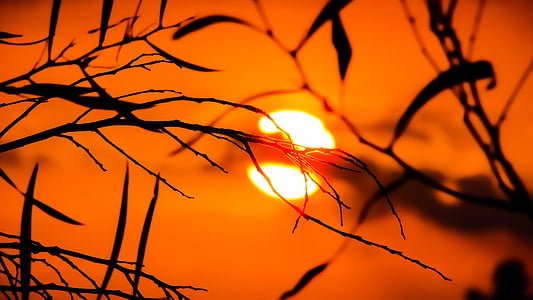 silhouette photo of plant during sunset thumbnail