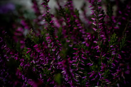nature, purple, plant, blur thumbnail