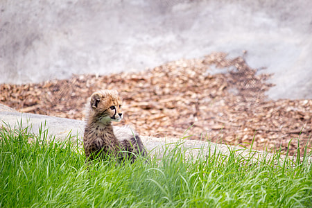 cheetah cub on grass field thumbnail