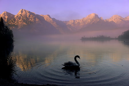photograph of goose on body of water with fog near mountain thumbnail