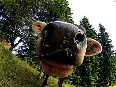 close-up photo of cow thumbnail