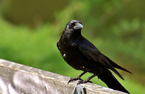 selective focus photography of black bird standing on wood during daytime thumbnail