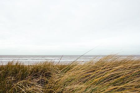 green grass thumbnail