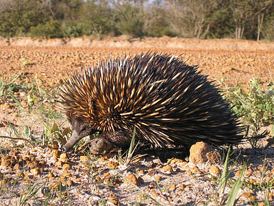 brown animal thumbnail