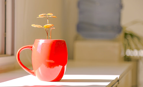 yellow leaf plant inside red ceramic mug on brown wooden table thumbnail