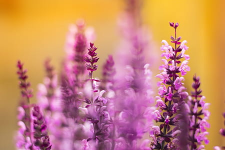 shallow focus photography of flower thumbnail
