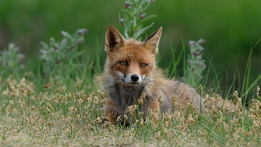 red fox behind yellow petaled flower thumbnail