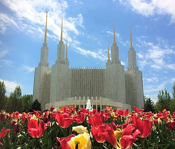 gray concrete building near red flowers thumbnail
