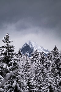 snow covered green leafed trees thumbnail
