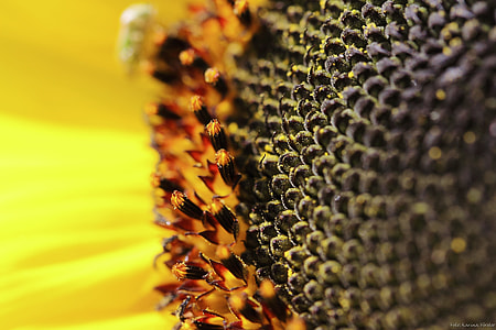 Sunflower close up photography thumbnail