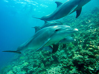 photo of group of dolphins in sea thumbnail