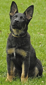 black and tan German shepherd puppy on grass thumbnail