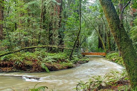 river with green leafed trees in the area thumbnail
