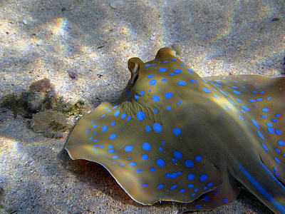 stingray on gray sand thumbnail