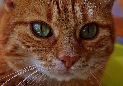 orange tabby cat thumbnail