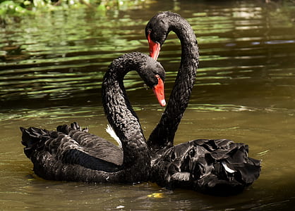 two black swans thumbnail