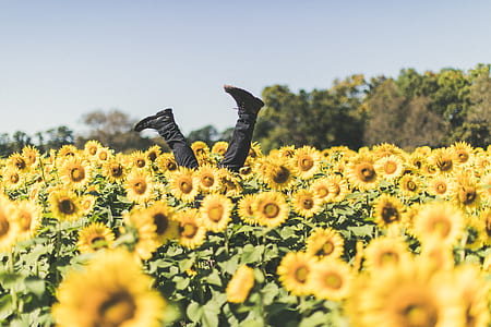 person in the middle yellow sunflower field thumbnail