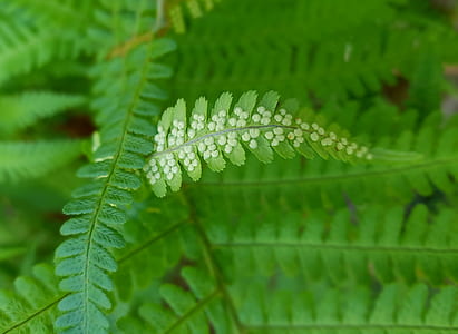 focus captured of green leaf thumbnail