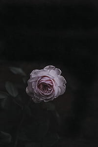 white rose in macro shot photography thumbnail