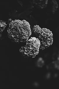 grayscale photo of flowers thumbnail
