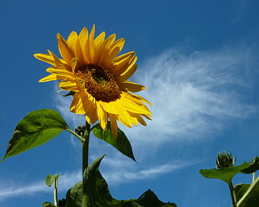 photo of sunflower thumbnail