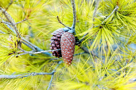 Aleppo pine tree detail thumbnail