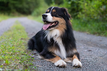 Bernese mountain dog lying on pathway between grass fields thumbnail