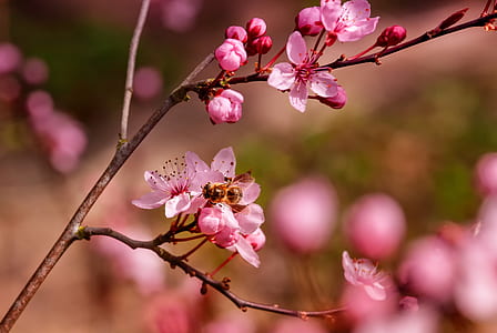 honeybee perching on pink cherry blossom flower in selective focus photography thumbnail