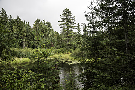 Pond and forest at Algonquin Provincial Park, Ontario thumbnail