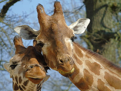 two giraffes thumbnail