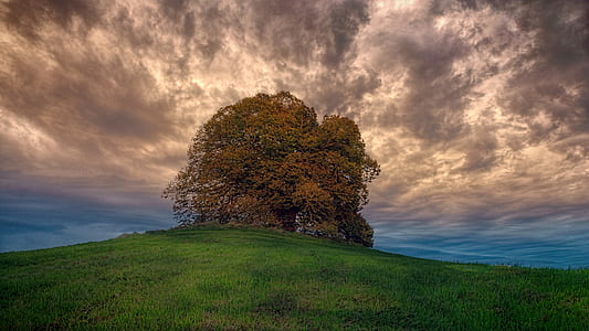 tree on green field thumbnail