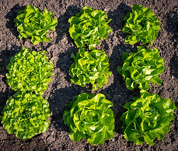 close-up photo of eight green leaf plants thumbnail