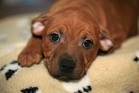 brown puppy lying on beige mat thumbnail