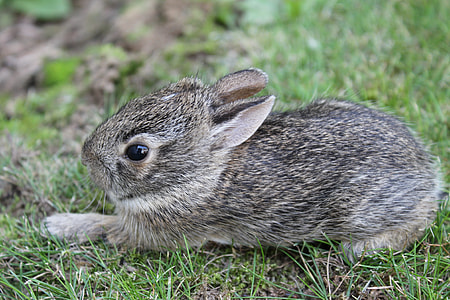 gray rabbit on field during daytime thumbnail