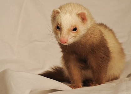 white and brown ferret on white textile thumbnail