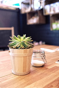 green succulent plant in brown plant thumbnail