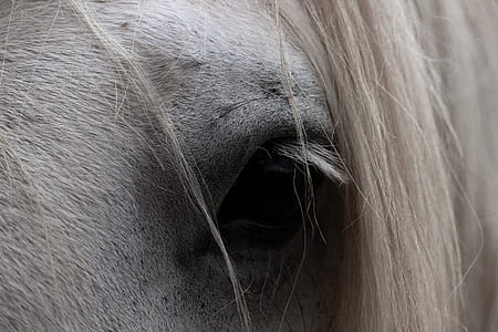 closeup photo of white horse eye thumbnail