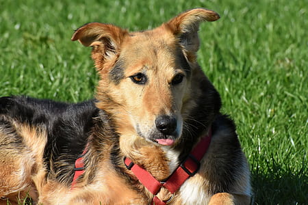 medium-coated black and tan dog lying on green grass field thumbnail