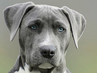 gray and white American pit bull terrier puppy thumbnail