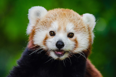 red panda thumbnail