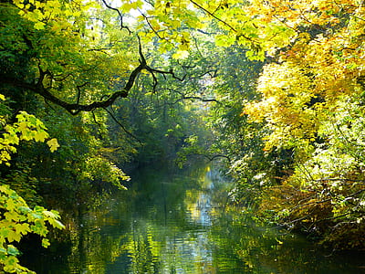 river between trees during daytime thumbnail