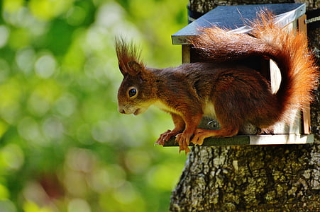 photo of squirrel on top of birdhouse thumbnail