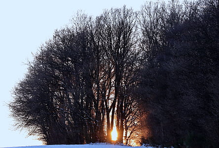 silhouette photo of trees during golden hour thumbnail