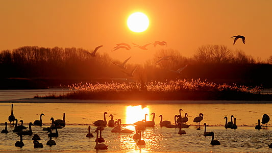 birds on body of water during sunset thumbnail