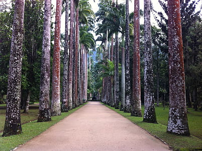 pathway beside trees thumbnail